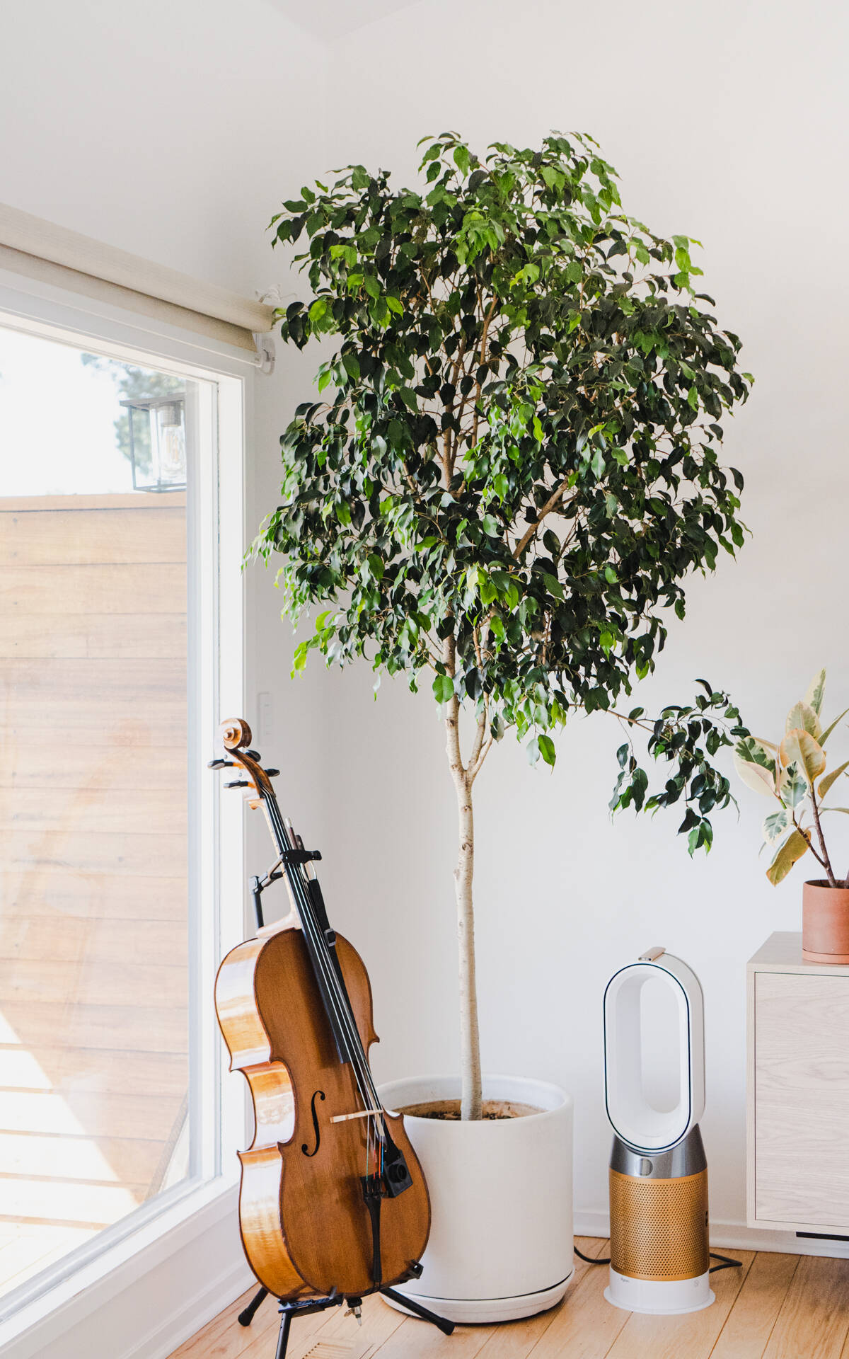 枝・実・果実 leafy Fresh Indoor Plants to Uplift Your Space | Leafy