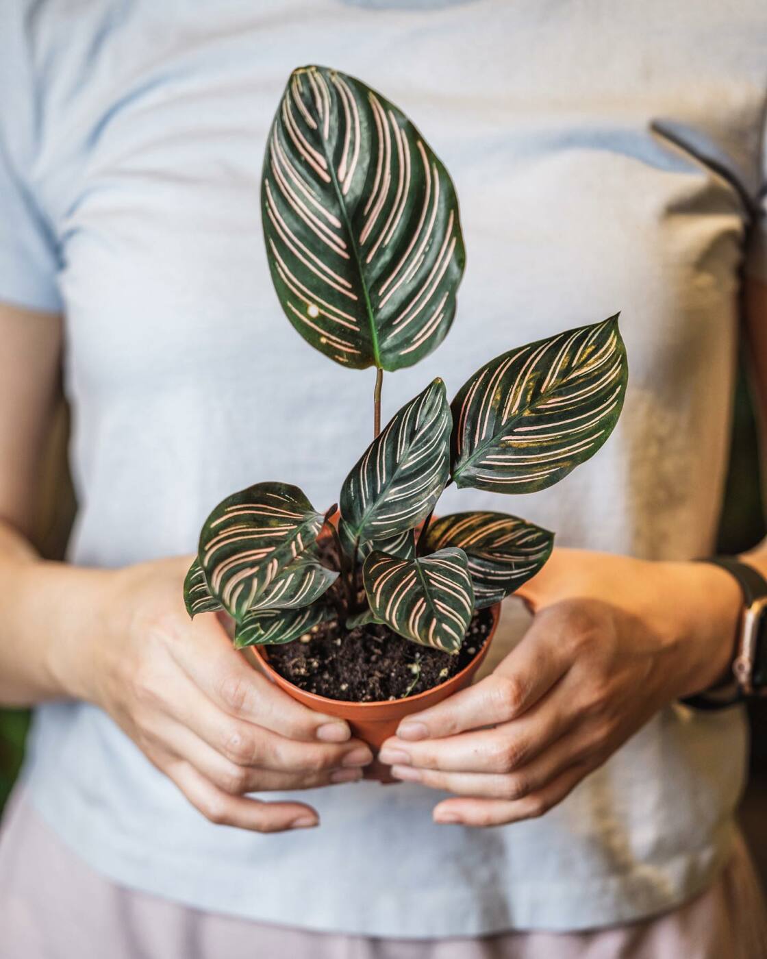 About Us | Leafy