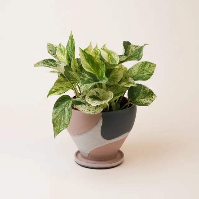 Pothos Care Instructions | Leafy